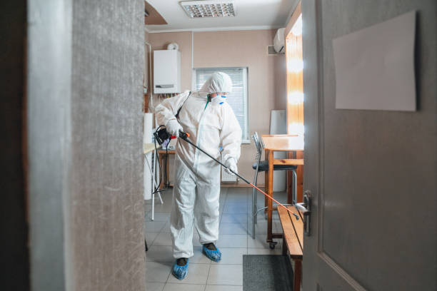 Best Emergency Mold Remediation  in Hibbing, MN